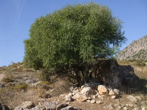 Olivo de burro